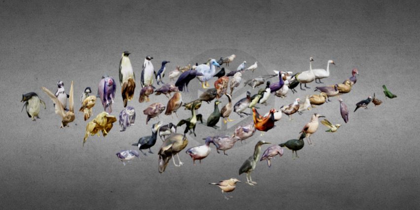 دانلود پروژه طراحی انواع پرنده سه بعدی لوپولی